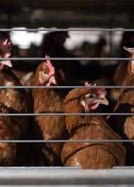 KURY NIOSKI FERMA DROBIU Rosa Leghorn LOHMAN z jajkami. Z dowozem