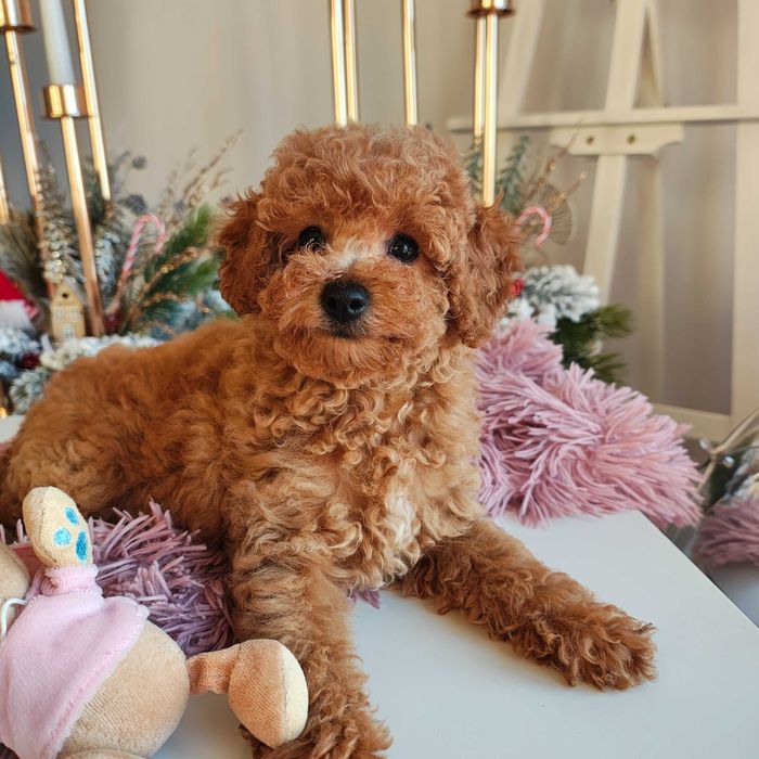 Poochon / Bichpoo / Pudel Toy piesek