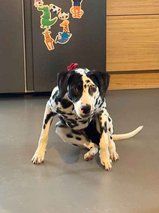 Sunia dalmatyńczyk ADOPCJA Rodowód