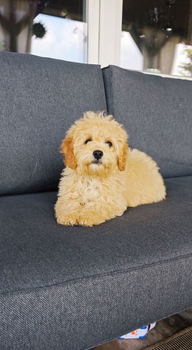 **Cockapoo**  uroczy chłopczyk!