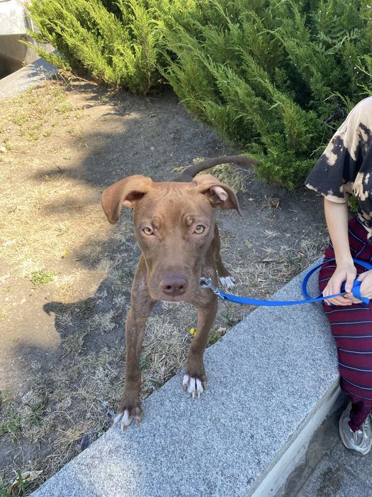 Молодая девочка питбуль ищет дом