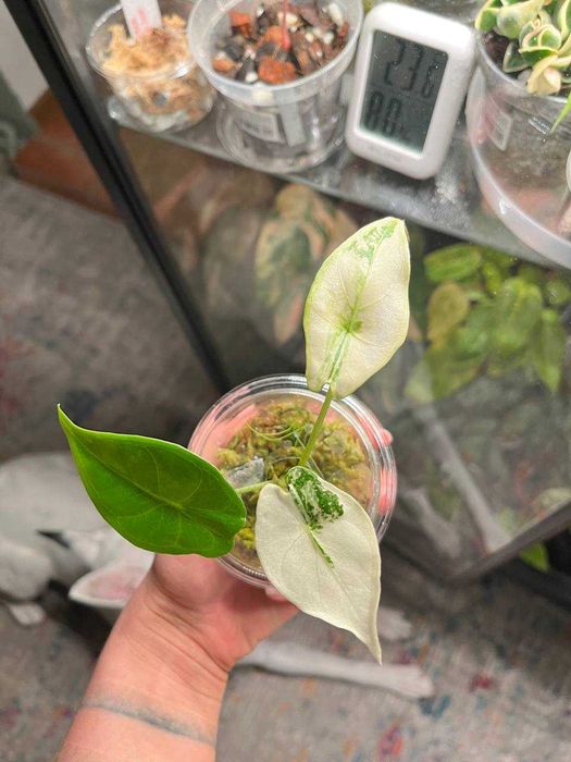 alokazja\alocasia longiloba albo