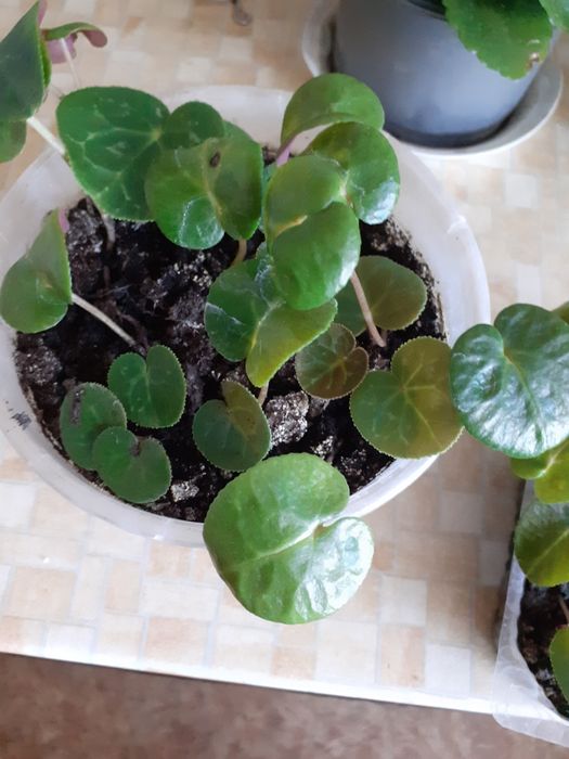 Цикламен кімнатний