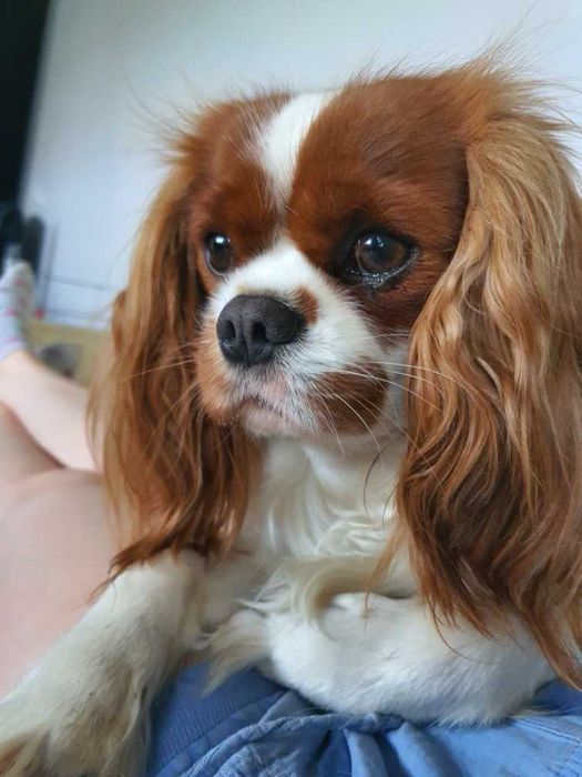 Cavalier King Charles spaniel rezerwacja