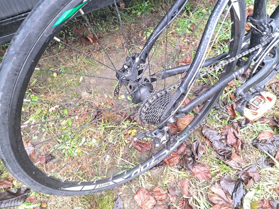 Rower White, hybryda.