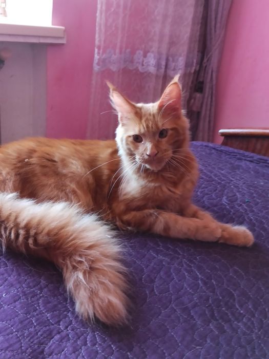 Мейн кун Кент їде до вас