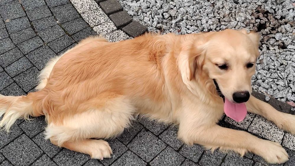 Golden Retriever piesek po Champion Polski