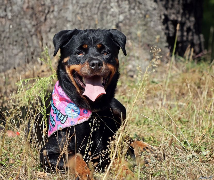 Rottweilerka Nesska szuka domku