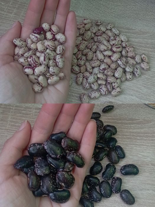 Квасоля на посадку Борлотто Фламінго