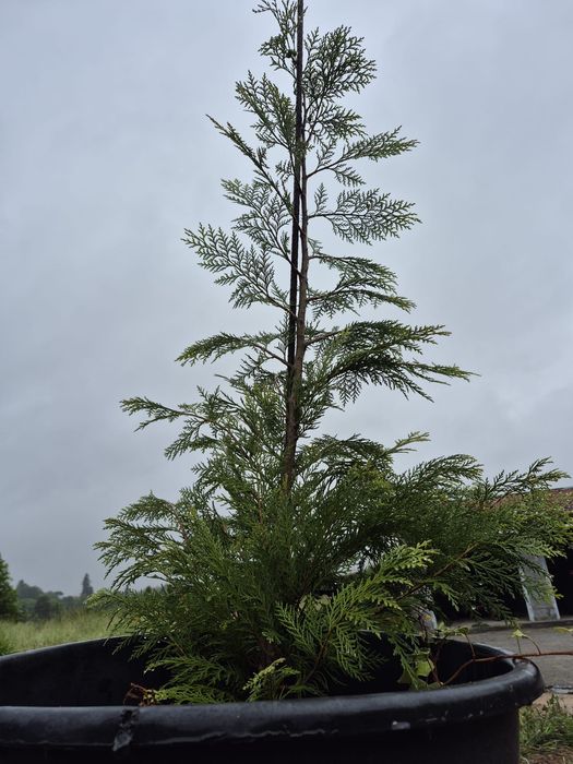 Cedro (botanicamente Thuja plicata)