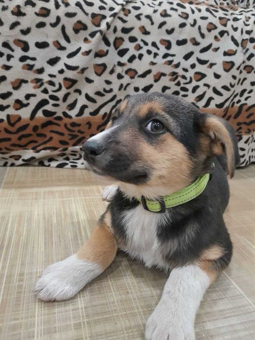 Ванєчка для доброго хазяїна