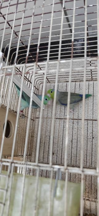 Casal Forpus Coelestis