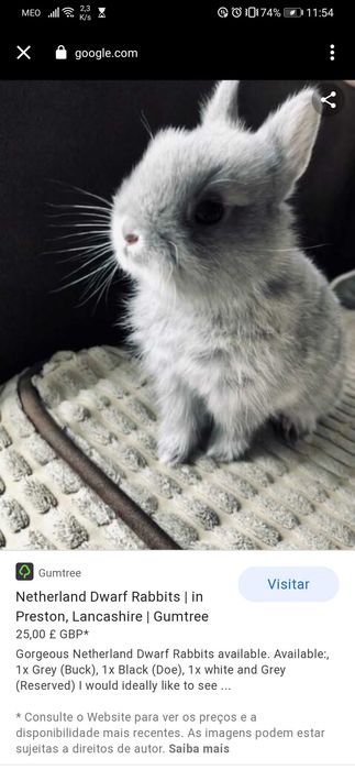 Coelhos anões, heddy, Angorá, hôland, KIT completo