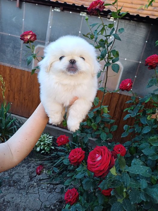 Два белоснежных облачка.