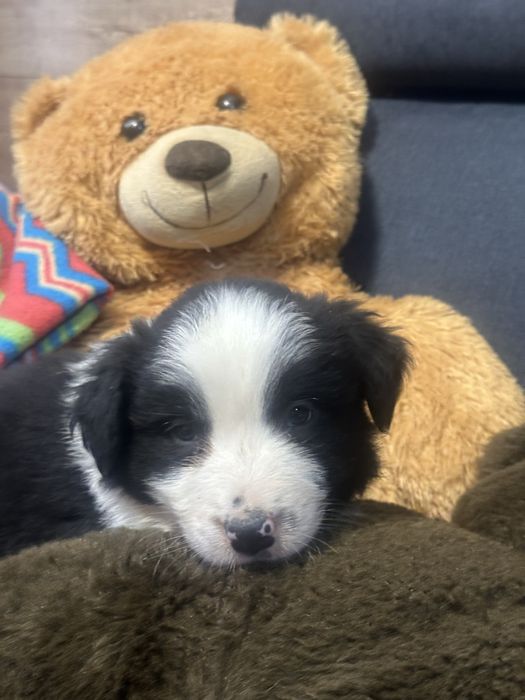 Border collie piesek