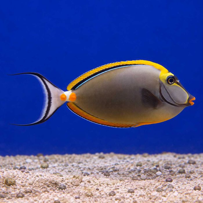 Ryba Naso elegans – pokolec elegancki Akwarium Morskie FLUOLAMPS.PL WYSYLKI