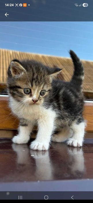 Пропоную милих кошенят