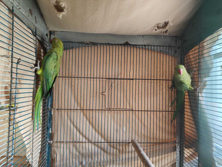 Ring necks verdes valor por cada ave
