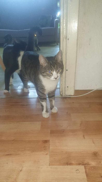 Zaginął kot -Andrespol