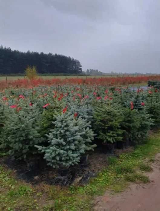 Przekorzeniony świerk srebrny donica 1 - 1,5m EKO