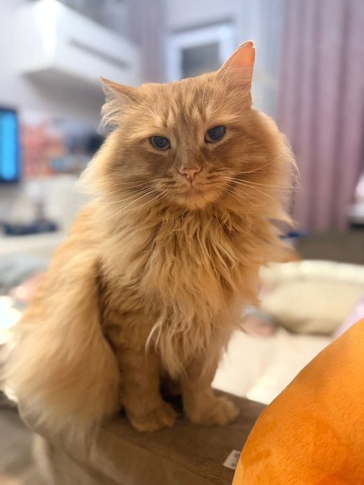 Котик шукає сімью