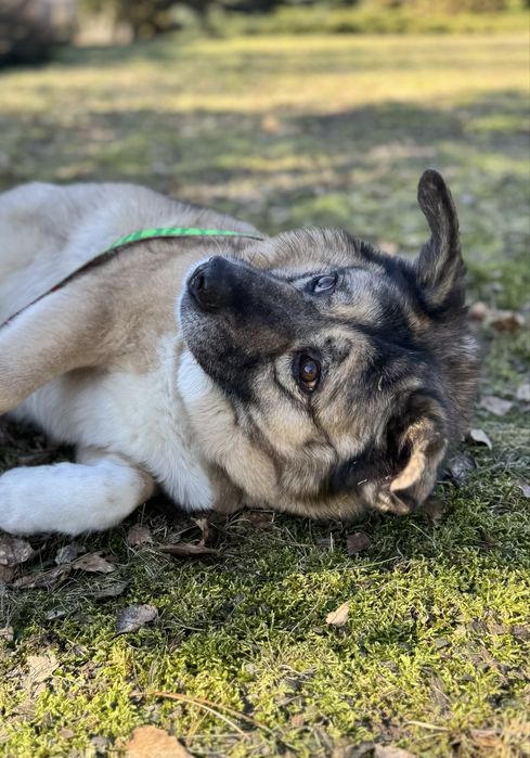 Bajla … tyle straconych lat. Ratunku! Adoptuj
