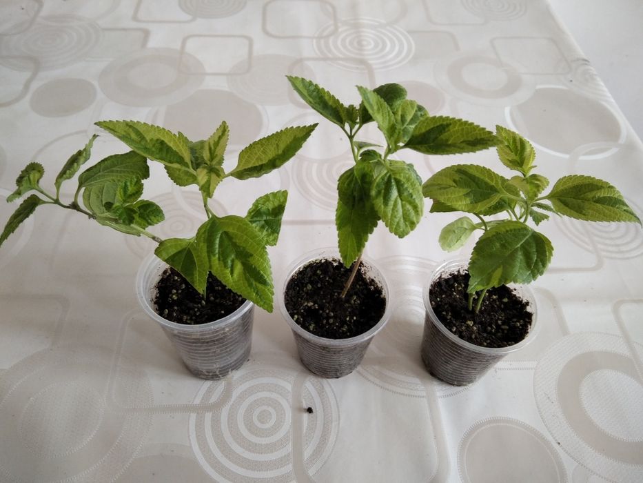 Продам Лантана Камара