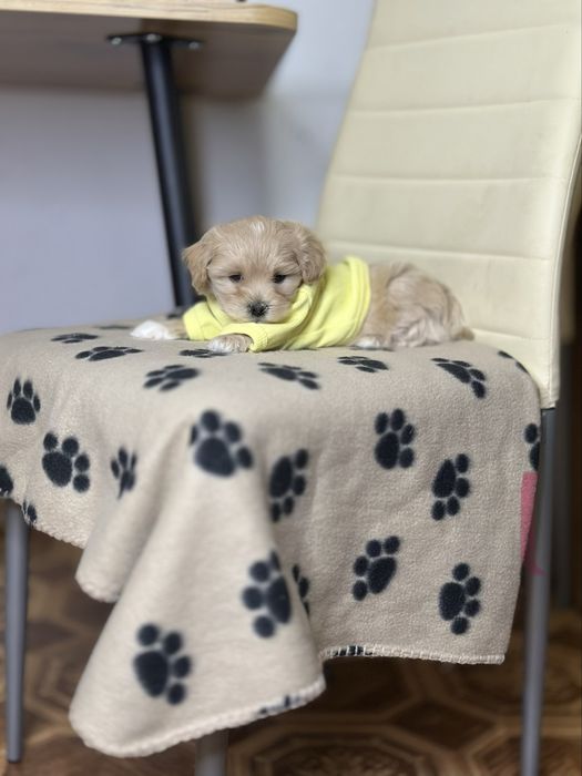 Маленький мальтіпу красотун. Хлопчик міні екстра