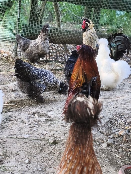 Jaja lęgowe kurek ozdobnych.