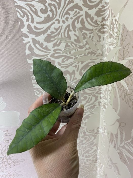 Хойї підрощені сорта різні