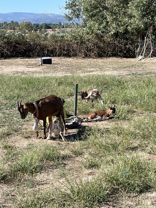 Cabras anãs ( adultas e bebes)