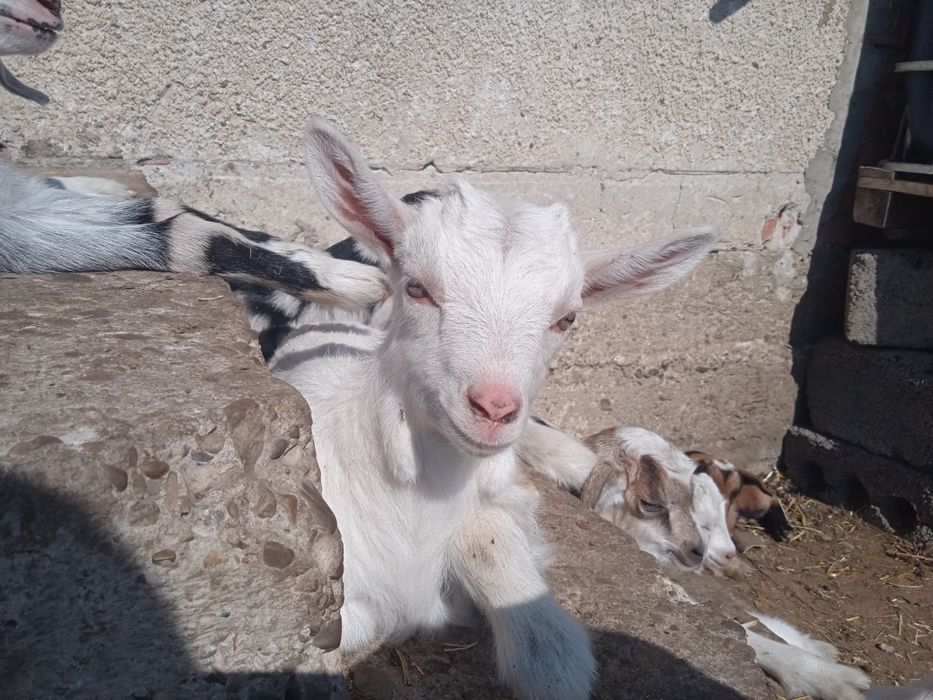 Породисті козинята (коза, цап, козочка, цапок)