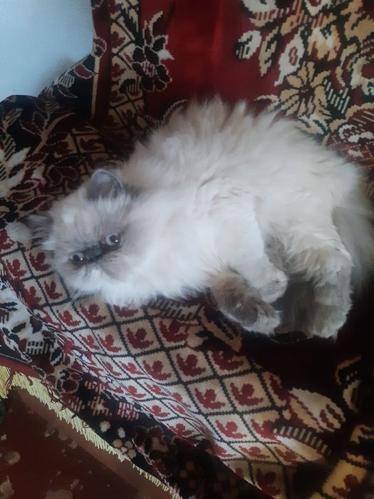 Персидська кішечка