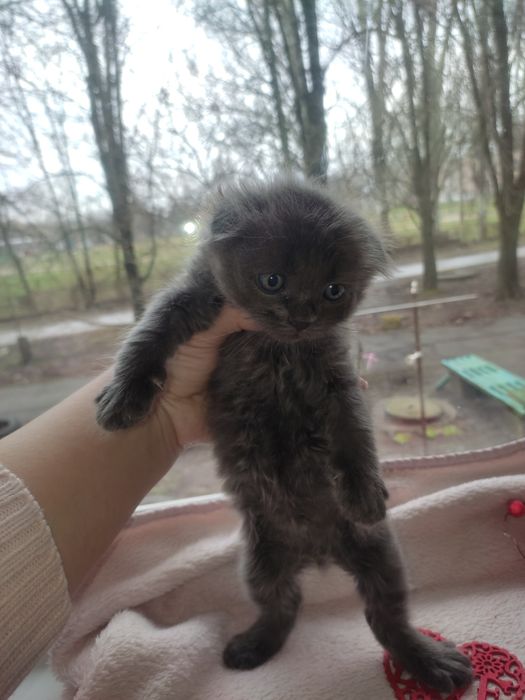 Британець Хлопчик з доставкою