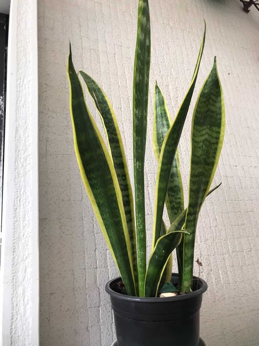 Plantas em vaso valor unit