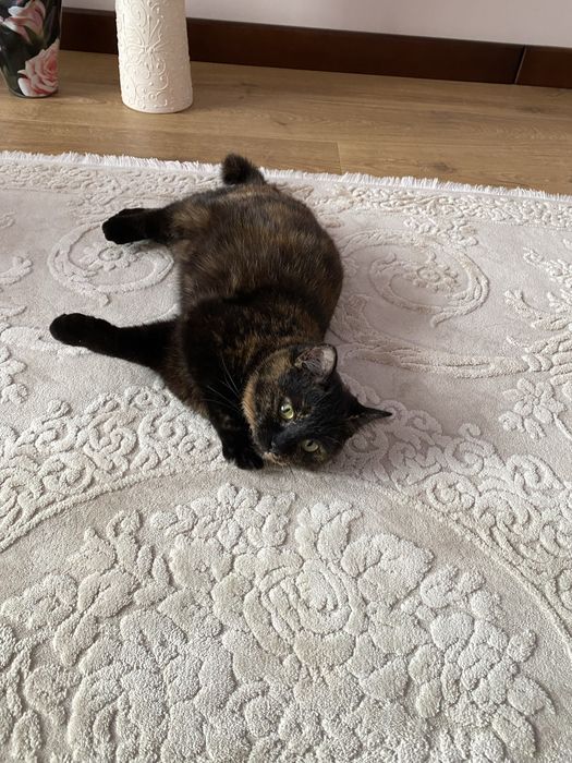 Віддам гарну кицю в добрі руки