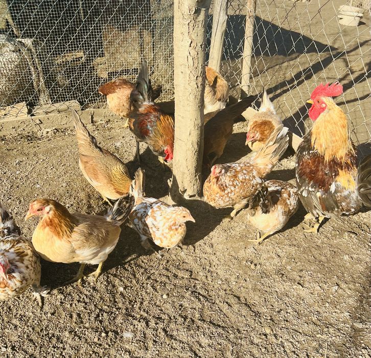 Інкубаційні яйця карликових  курочок