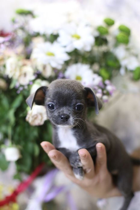 Гарненька блакитна дівчинка