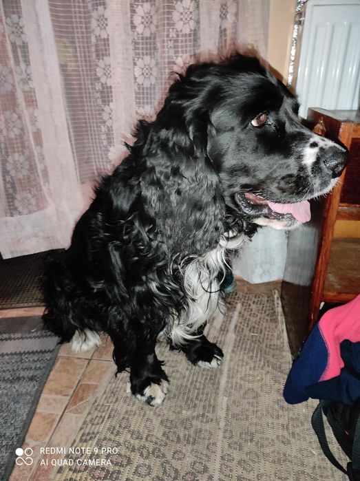 Вязка кобель(Не продаж) 5 лет Русский кокер спаниель развязан.