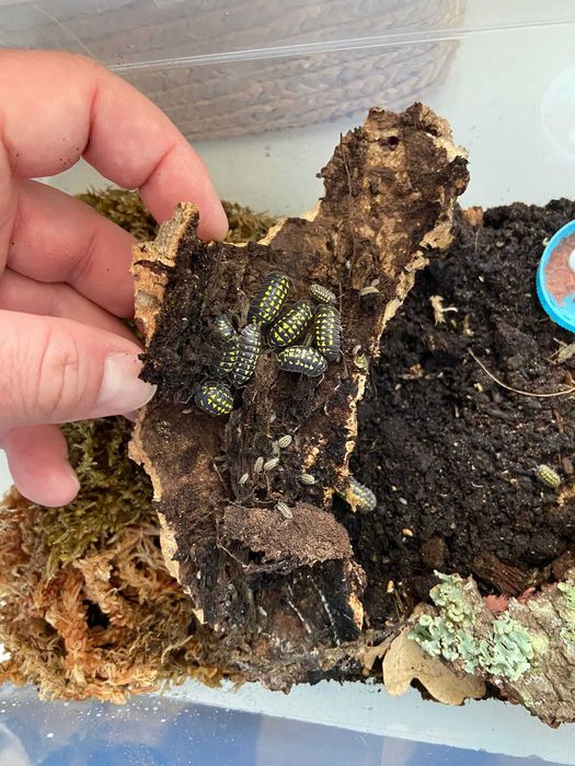 Isopodes (Bichos de conta)