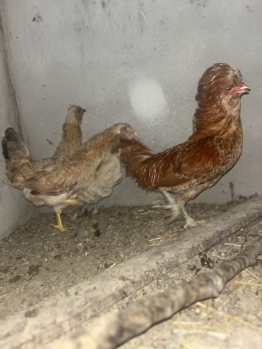 Garnizo macho padovano