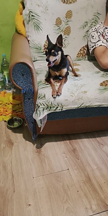 Piesek pinczer  samiec