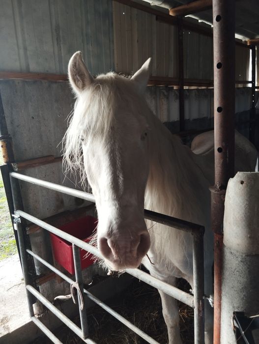 Cavalo Isabel Oportunidade