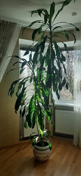 Драцена душистая (Dracaena fragrans). Высота 3 метра.