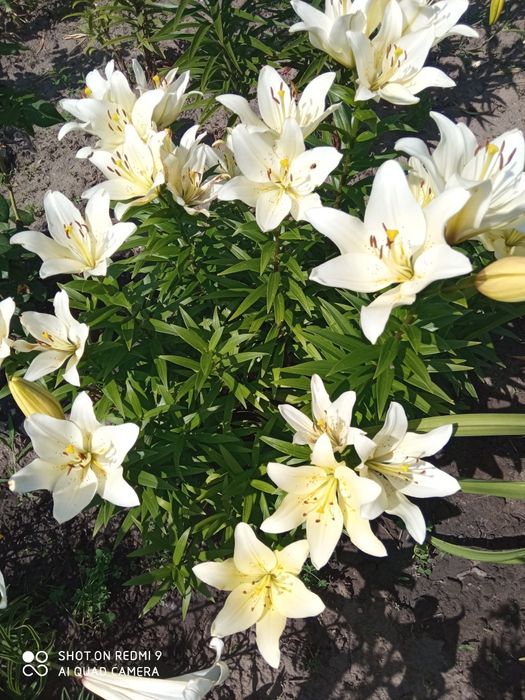 Продаются лилии,