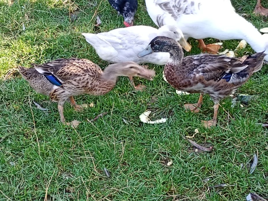 Sprzedam parkę biegusa Indyjskiego