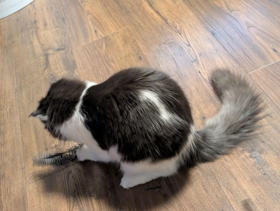 Kotka czarno biała Maine Coon. Zapraszamy