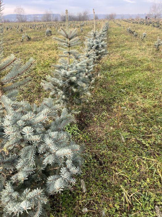 Ялини блакитні:Хупсі, Глаука Глобоза (8,9 річні-привиті)