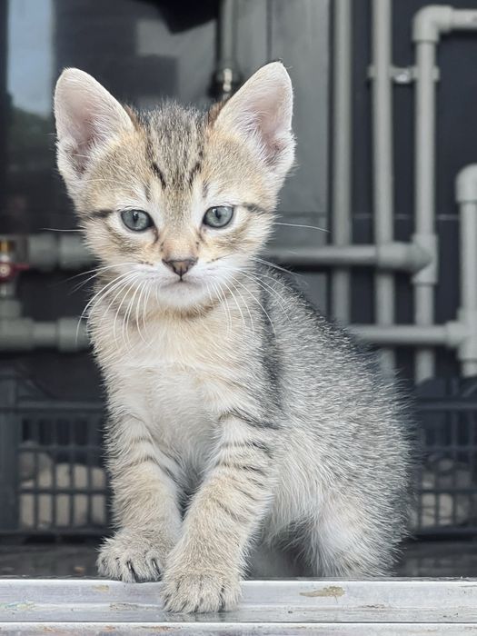 Котенята в добрі руки