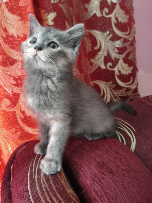 Віддам в добрі руки кошенят